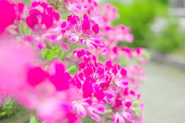 Success Blog 4nuoz 無料ダウンロード 花壇 虫除け 花 花壇 虫除け 花 Success Blog 4nuoz 無料ダウンロード 花壇 虫除け 花 花壇 虫除け 花