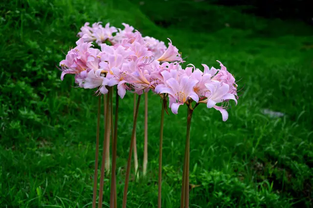 ヒガンバナに続きブレイクの予感 晩夏に咲くキツネノカミソリとナツズイセンの花期です Tenki Jpサプリ 年08月17日 日本気象協会 Tenki Jp