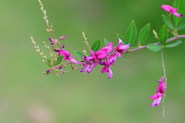 秋を代表する花といえば？～平安和歌に見られる萩～(季節・暮らしの話題 2020年09月10日) - 日本気象協会 tenki.jp