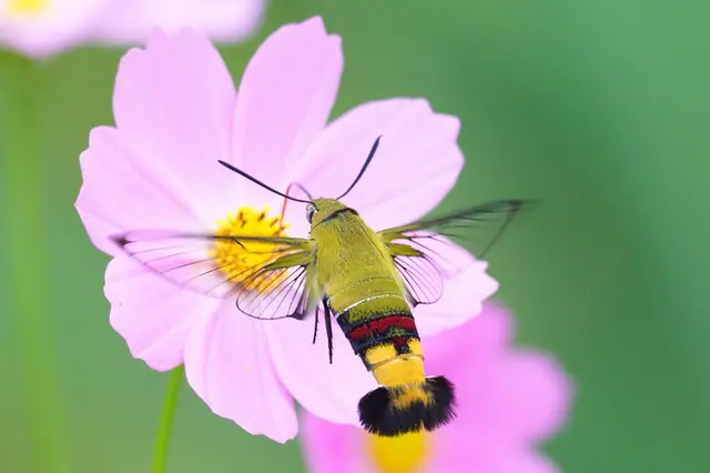 空飛ぶエビフライ!?秋の日差しの中、キラめき翔ぶ不思議生物の正体は？(季節・暮らしの話題 2020年09月15日) - 日本気象協会 tenki.jp