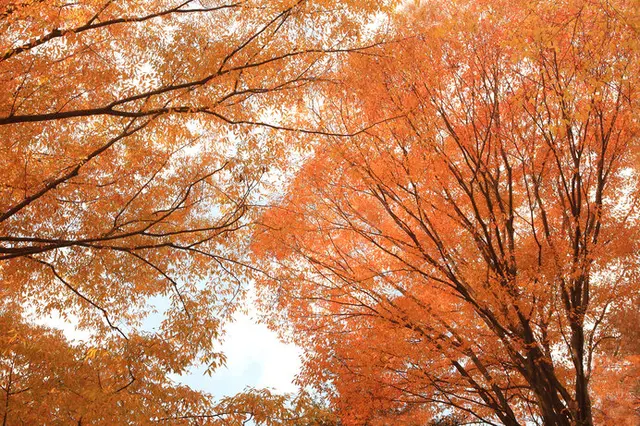 紅葉するのはどの木 錦秋はあなたのすぐそばに 身近な紅葉を楽しもう その１ Tenki Jpサプリ 年10月14日 日本気象協会 Tenki Jp