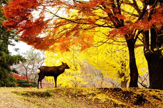紅葉の錦に誘われる季節になりました 平安和歌に見られる紅葉 Tenki Jpサプリ 年10月22日 日本気象協会 Tenki Jp