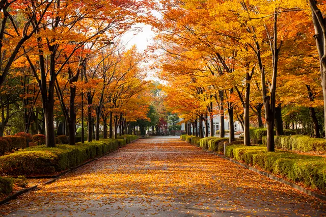 落ち葉を拾って楽しもう 葉っぱの名前を知るには おうちでの楽しみかたもご紹介 Tenki Jpサプリ 年10月29日 日本気象協会 Tenki Jp