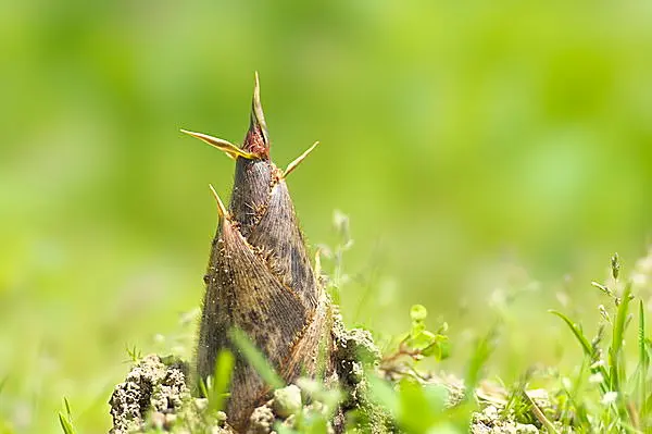 タケノコ 人気 着物 季節