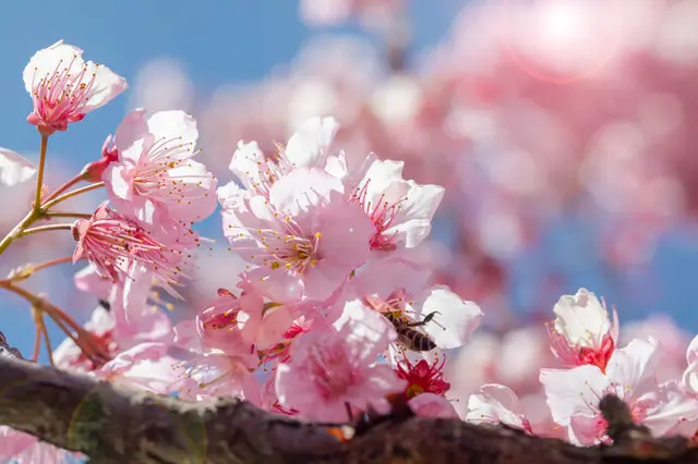花といえば桜 お花見の起源と 季語 花疲れ に込められた意味とは 季節 暮らしの話題 21年03月23日 日本気象協会 Tenki Jp