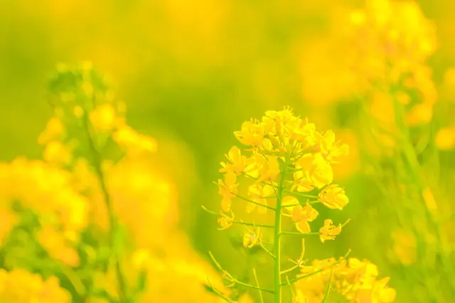 二十四節気「春分」。のどかな菜の花は人を幻惑に誘う魔性の花？(季節 