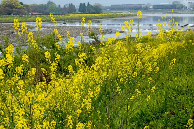 二十四節気「春分」。のどかな菜の花は人を幻惑に誘う魔性の花？(季節 