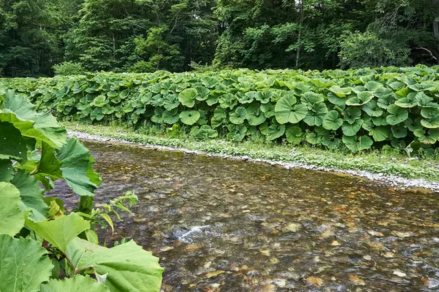 日本一巨大なラワンぶき。北海道の足寄で収穫はじまる(季節・暮らしの話題 2021年06月18日) - 日本気象協会 tenki.jp