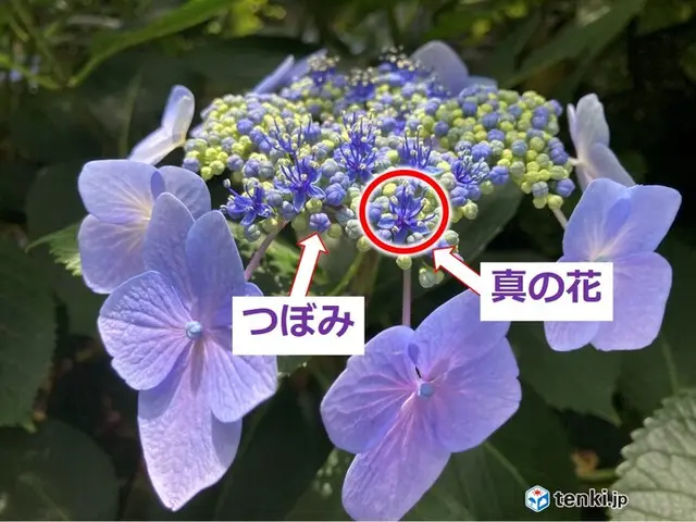 アジサイの花ってどこにある？知っているようで知らないアジサイの