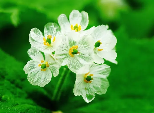 濡れると花びらが透明に 不思議なサンカヨウが見ごろ 季節 暮らしの話題 21年06月10日 日本気象協会 Tenki Jp