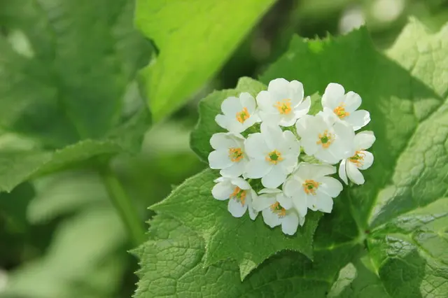 濡れると花びらが透明に!?不思議なサンカヨウが見ごろ(季節・暮らしの話題 2021年06月10日) - 日本気象協会 tenki.jp