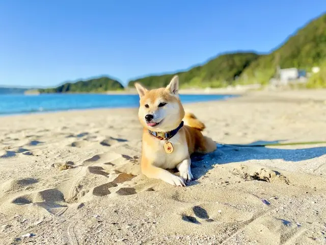 ペット防災 犬や猫の災害への備え いざという時実際に必要な準備は 専門家の獣医師さんに聞きました 季節 暮らしの話題 21年09月03日 日本気象協会 Tenki Jp