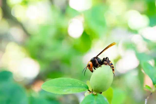 最恐・最悪の大害虫!? でも、もしスズメバチが全ていなくなったら