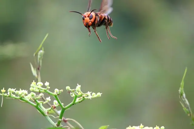 最恐・最悪の大害虫!? でも、もしスズメバチが全ていなくなっ