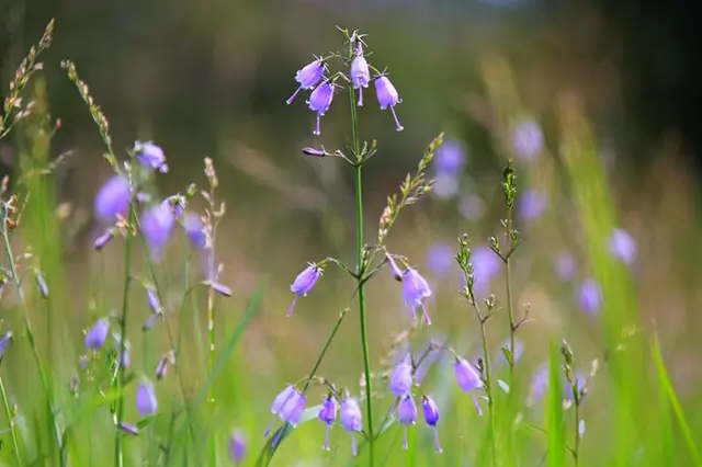 散策路にもきっと見つかる！趣き深い秋の野の花六選(季節