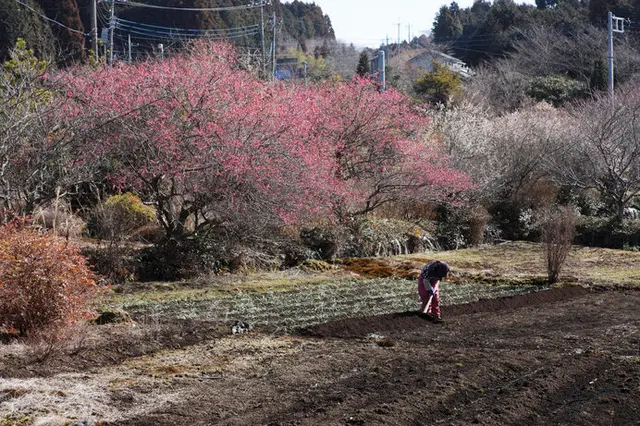 名作『土』を読むべき三つの理由。2月8日は長塚節の忌日「節忌(たかし ...