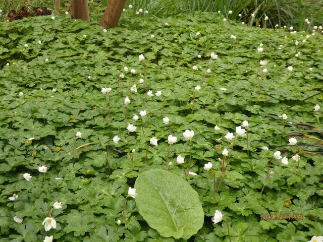 雑草という名の草はない！「牧野富太郎」は心の底から植物を愛した人