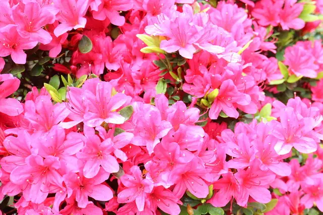 五月の花は華やかな美しさで勝負!? ドラマティックな五月の花を探そう！(季節・暮らしの話題 2022年05月09日) - 日本気象協会 tenki.jp