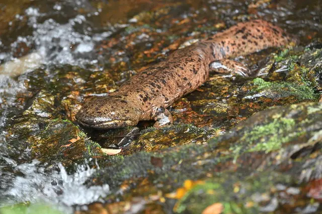 なぜ、日本はサンショウウオの楽園なのか？(季節・暮らしの話題 2022年