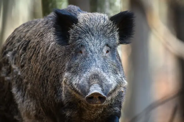 安い 野生動物 ライター