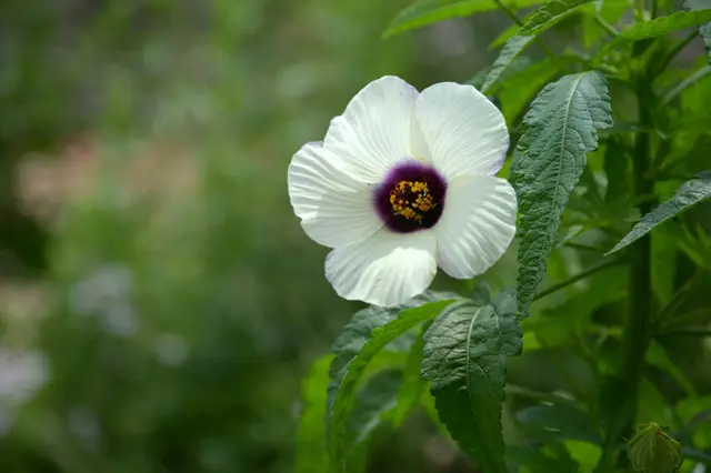 この花は何の野菜の花 意外とカワイイ野菜の花たち Tenki Jpサプリ 22年07月19日 日本気象協会 Tenki Jp