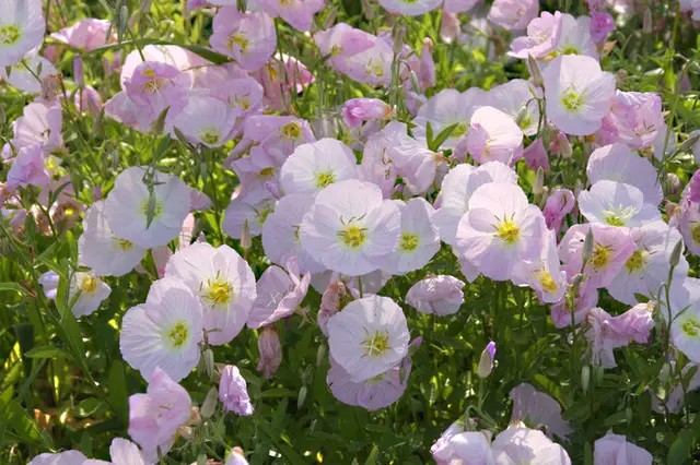 月見草」の夢幻の境地へ！花色も大きさも風情もさまざまです(季節・暮らしの話題 2022年06月30日) - 日本気象協会 tenki.jp