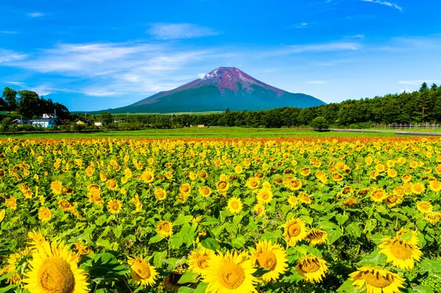 夏の思い出を♪ひまわり咲く絶景に逢いに行こう【東日本】(季節