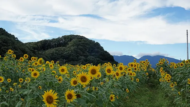 夏の思い出を ひまわり咲く絶景に逢いに行こう【東日本】(季節