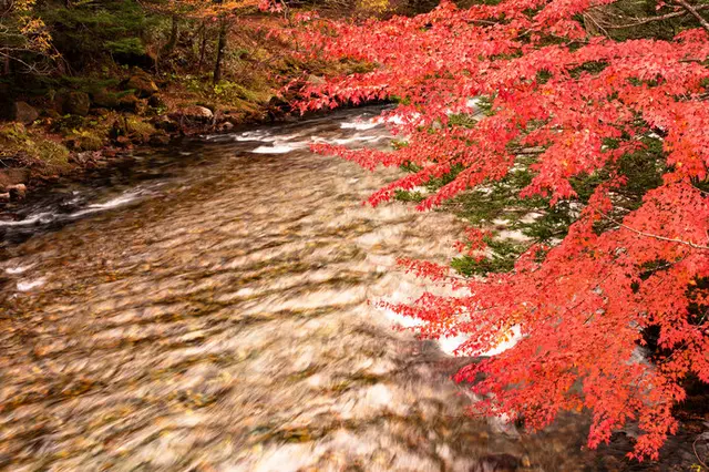 紅葉は五感で楽しむのが王道！ 木々の色どりは日々表情を変えています