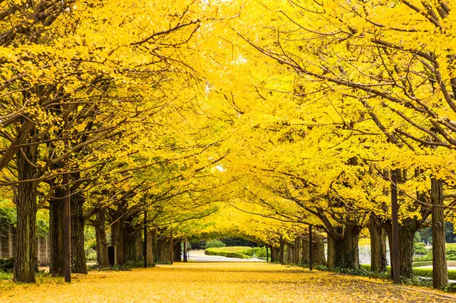 晩秋の空に映える黄金の木々、イチョウに宿る生きるチカラを感じよう！(季節・暮らしの話題 2022年11月23日) - 日本気象協会 tenki.jp