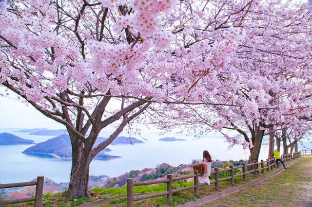 美しい桜に逢いに行こう〜四国地方のさくら名所〜【2023】(季節