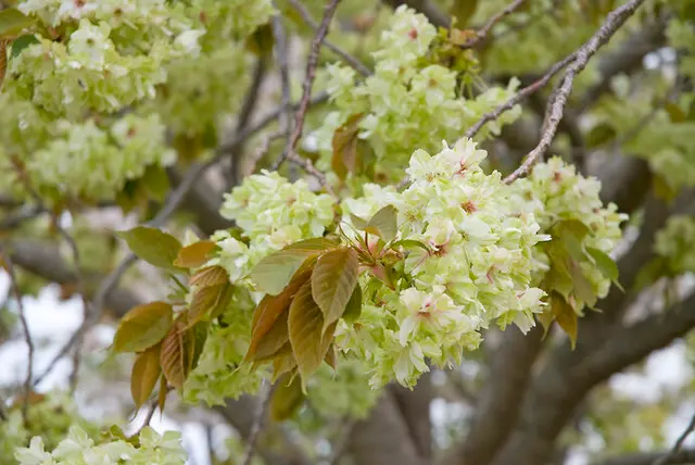 美しい桜に逢いに行こう〜中国地方のさくら名所〜【2023】(季節 