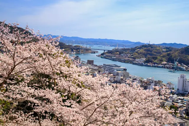美しい桜に逢いに行こう〜中国地方のさくら名所〜【2023】(季節 