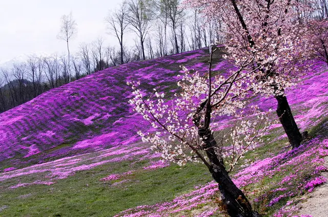 芝桜 ロミオ様ご確認用です♪-