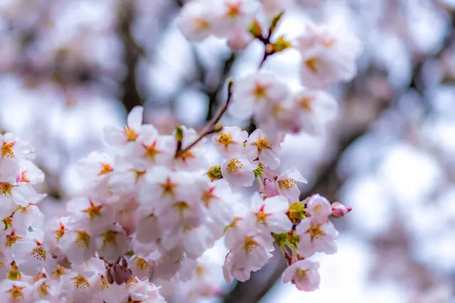 花の雨」はなやかに咲いた桜に降りそそいで、春の風情を深めます(季節・暮らしの話題 2023年03月29日) - 日本気象協会 tenki.jp