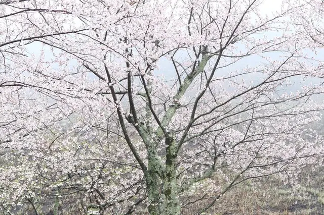 花の雨」はなやかに咲いた桜に降りそそいで、春の風情を深めます(季節・暮らしの話題 2023年03月29日) - 日本気象協会 tenki.jp