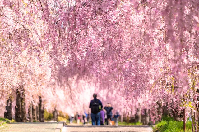 美しい桜に逢いに行こう〜東北地方のさくら名所〜【2023】(季節 ...