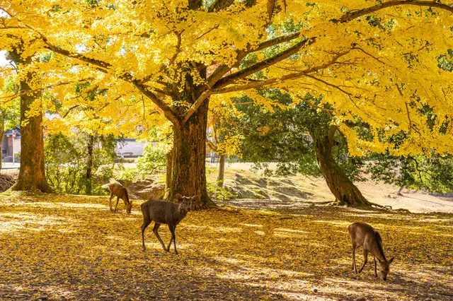 真っ赤に染まる秋の絶景・紅葉（もみじ）「Creema花だより
