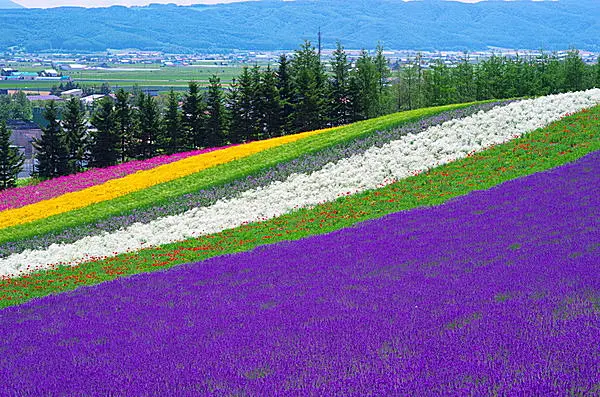 ラベンダーを見に行こう 紫のじゅうたん が広がる北海道 富良野へ Tenki Jpサプリ 15年07月22日 日本気象協会 Tenki Jp