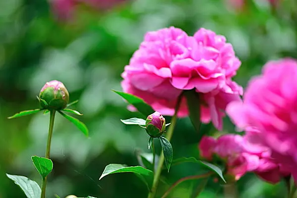 あでやかに麗しく咲く初夏の花≪芍薬(しゃくやく)≫は、女性に