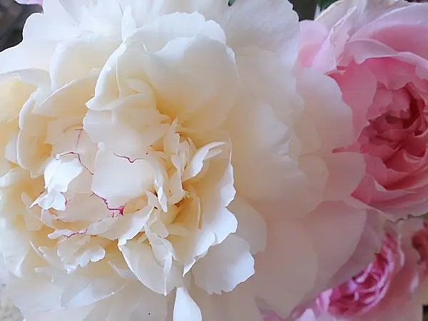 あでやかに麗しく咲く初夏の花 芍薬 しゃくやく は 女性にやさしい自然からのおくりもの Tenki Jpサプリ 15年05月24日 日本気象協会 Tenki Jp