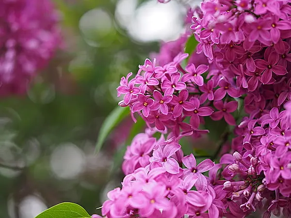 北海道に初夏を告げる花 “ライラック”、別名は “リラ”。「ライラック