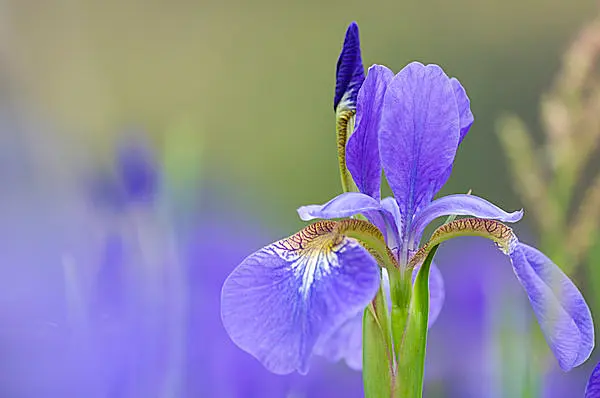 七十二候 菖蒲華 あやめ はなさく 凛とたおやかに 優美に咲くアヤメ科の花たち Tenki Jpサプリ 15年06月28日 日本気象協会 Tenki Jp