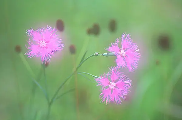 花の歳時記 古くは 常夏 とこなつ と呼ばれた可憐な花 なでしこ Tenki Jpサプリ 15年07月27日 日本気象協会 Tenki Jp