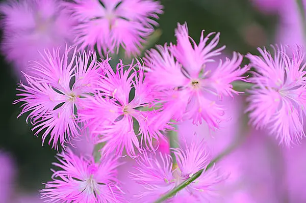 花の歳時記 古くは 常夏 とこなつ と呼ばれた可憐な花 なでしこ Tenki Jpサプリ 15年07月27日 日本気象協会 Tenki Jp