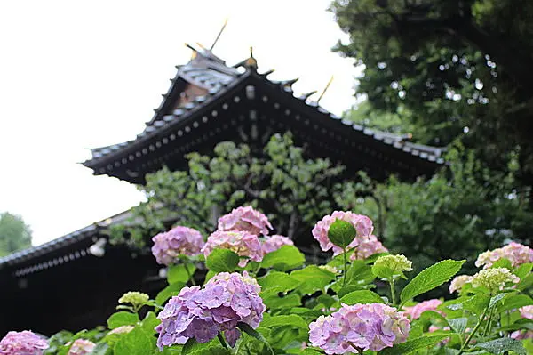 obnubilate 東京十社 御朱印帳 御朱印 コンプ 根津神社 神田明神 亀戸天神社 白山神社 王子神社 日枝神社 品川神社 富岡八幡宮 氷川神社  芝大神宮 | planetemayotte.com