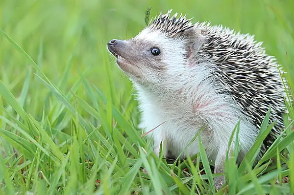 ハリネズミやモモンガ フクロウにカワウソ キュートでディープなエキゾチックアニマルの世界 Tenki Jpサプリ 15年11月04日 日本気象協会 Tenki Jp