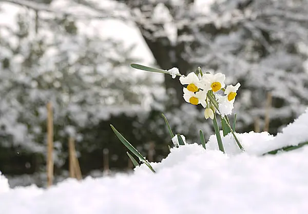 七十二候 金盞香 きんせんかさく 雪の中でも香り高く咲く花 水仙が咲き始めるころ Tenki Jpサプリ 15年11月21日 日本気象協会 Tenki Jp