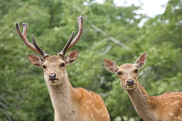 今年のトリを飾る七十二候 麋角解 さわしかつのおる 麋はただの鹿ではなく 伝説の珍獣のことだった Tenki Jpサプリ 15年12月27日 日本気象協会 Tenki Jp