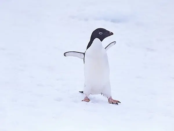 ファースト ペンギン って何 可愛いだけじゃない びっくりぽんなペンギンの集団生活とは Tenki Jpサプリ 16年01月24日 日本気象協会 Tenki Jp